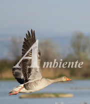 Ambiente                                                                                            